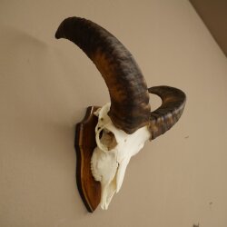 Mufflon (Ovis gmelini musimon) Widder Geweih Schädeltrophäe Hornlänge 31 cm auf Trophäenschild 82.1.151