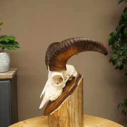 Mufflon (Ovis gmelini musimon) Widder Geweih Schädeltrophäe Hornlänge 31 cm auf Trophäenschild 82.1.151