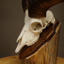 Mufflon (Ovis gmelini musimon) Widder Geweih Schädeltrophäe Hornlänge 31 cm auf Trophäenschild 82.1.151