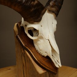 Mufflon (Ovis gmelini musimon) Widder Geweih Schädeltrophäe Hornlänge 31 cm auf Trophäenschild 82.1.151