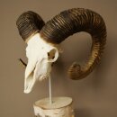 Mufflon (Ovis gmelini musimon) Schädeltrophäe auf dekorativem Standsockel aus Birkeholz #82.1.159