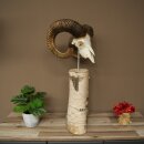 Mufflon (Ovis gmelini musimon) Schädeltrophäe auf dekorativem Standsockel aus Birkeholz #82.1.159