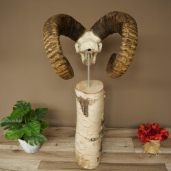 Mufflon (Ovis gmelini musimon) Schädeltrophäe auf dekorativem Standsockel aus Birkeholz #82.1.159