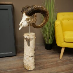 Mufflon (Ovis gmelini musimon) Schädeltrophäe auf dekorativem Standsockel aus Birkeholz #82.1.159