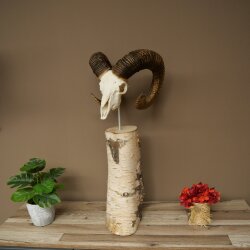 Mufflon (Ovis gmelini musimon) Schädeltrophäe auf dekorativem Standsockel aus Birkeholz #82.1.159