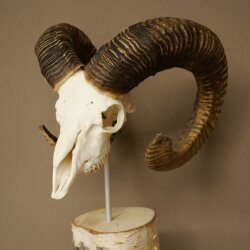 Mufflon (Ovis gmelini musimon) Schädeltrophäe auf dekorativem Standsockel aus Birkeholz #82.1.159