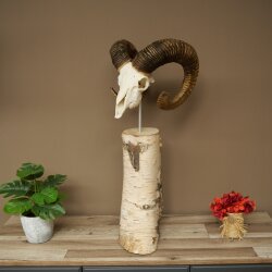 Mufflon (Ovis gmelini musimon) Schädeltrophäe auf dekorativem Standsockel aus Birkeholz #82.1.159