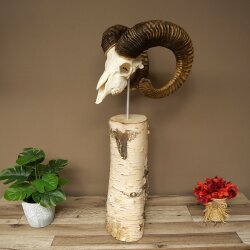 Mufflon (Ovis gmelini musimon) Schädeltrophäe auf dekorativem Standsockel aus Birkeholz #82.1.159