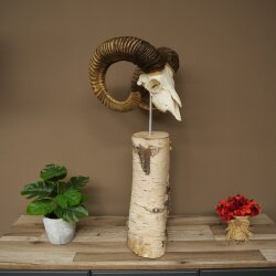Mufflon (Ovis gmelini musimon) Schädeltrophäe auf dekorativem Standsockel aus Birkeholz #82.1.159