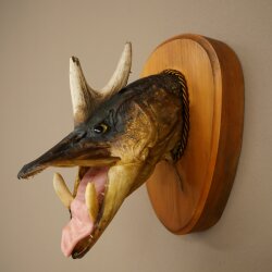 Pez-lobo, Wolpertinger, lucio-jabalí, lucio, ciervo, cuernos de ciervo, cabeza de jabalí, pez disecado