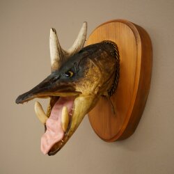 Pez-lobo, Wolpertinger, lucio-jabalí, lucio, ciervo, cuernos de ciervo, cabeza de jabalí, pez disecado