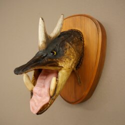 Pez-lobo, Wolpertinger, lucio-jabalí, lucio, ciervo, cuernos de ciervo, cabeza de jabalí, pez disecado