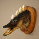 Fish, Wolpi, Wolpertinger, Dragonfish, Pike, Boars Head,...