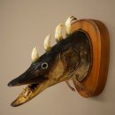 Fish, Wolpi, Wolpertinger, Dragonfish, Pike, Boars Head,...