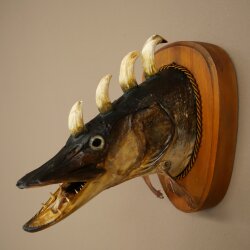 Pez Wolpi, Wolpertinger, pez dragón, lucio, cabeza de jabalí, pez depredador, espécimen disecado