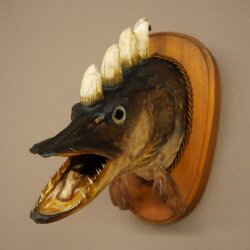 Pez Wolpi, Wolpertinger, pez dragón, lucio, cabeza de jabalí, pez depredador, espécimen disecado