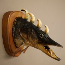 Pez Wolpi, Wolpertinger, pez dragón, lucio, cabeza de jabalí, pez depredador, espécimen disecado