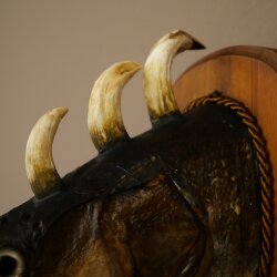 Pez Wolpi, Wolpertinger, pez dragón, lucio, cabeza de jabalí, pez depredador, espécimen disecado