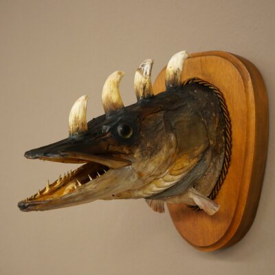 Fischwolpi Wolpertinger Hörnerhecht Hecht Keiler Kopf Raub Fisch Präparat