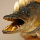 Fish, Wolpi, Wolpertinger, Horned Pike, Pike, Boar, Head,...