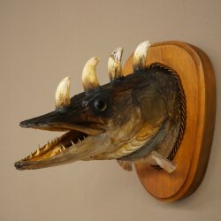 Fischwolpi Wolpertinger Hörnerhecht Hecht Keiler Kopf Raub Fisch Präparat