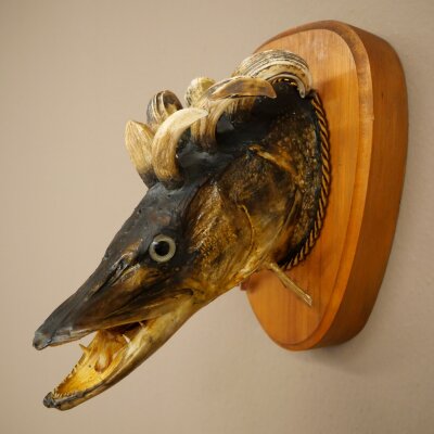 Fish Wolpi Wolpertinger Pike Boar Head Predator Fish Specimen 86.18.6