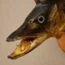 Fish Wolpi Wolpertinger Pike Boar Head Predator Fish...