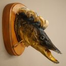 Fish Wolpi Wolpertinger Pike Boar Head Predator Fish Specimen 86.18.6