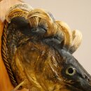 Fish Wolpi Wolpertinger Pike Boar Head Predator Fish Specimen 86.18.6