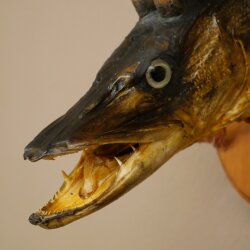 Fish Wolpi Wolpertinger Pike Boar Head Predator Fish Specimen 86.18.6