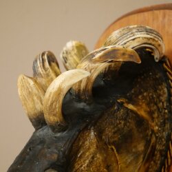 Fish Wolpi Wolpertinger Pike Boar Head Predator Fish Specimen 86.18.6
