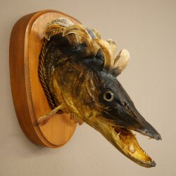 Fish Wolpi Wolpertinger Pike Boar Head Predator Fish Specimen 86.18.6
