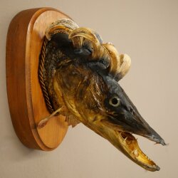 Fish Wolpi Wolpertinger Pike Boar Head Predator Fish Specimen 86.18.6