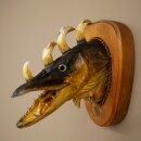 Fish, Wolpi, Wolpertinger, Dragonfish, Pike, Boar, Head,...