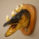 Fish, Wolpi, Wolpertinger, Dragonfish, Pike, Boar, Head,...