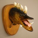 Fish Wolpi Wolpertinger Dragon Pike Pike Boar Head Fish Specimen