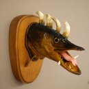 Fish Wolpi Wolpertinger Dragon Pike Pike Boar Head Fish Specimen