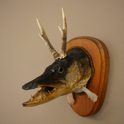 Fish-Wolpi Wolpertinger with Deer Antlers, Pike Head, Predatory Fish Taxidermy Specimen
