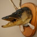 Fish-Wolpi Wolpertinger with Deer Antlers, Pike Head, Predatory Fish Taxidermy Specimen