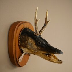 Fish-Wolpi Wolpertinger with Deer Antlers, Pike Head, Predatory Fish Taxidermy Specimen