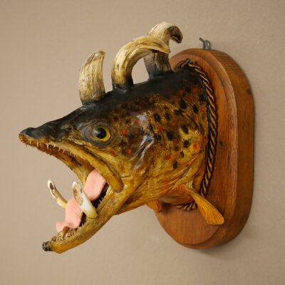 Fischwolpi Wolpertinger Bachforelle Keilerwaffen Kopf Fisch Präparat