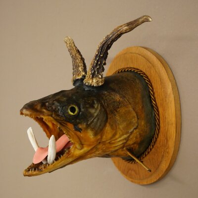 Fischwolpi Wolpertinger avec tête de chevreuil, truite empaillée, dents