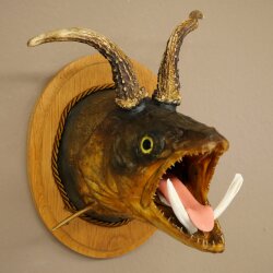 Fischwolpi Wolpertinger avec tête de chevreuil, truite empaillée, dents