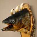 Fischwolpi Wolpertinger Drachenforelle Keilerwaffen Kopf Fisch Präparat