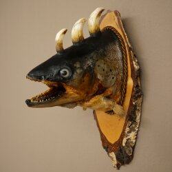 Fischwolpi Wolpertinger Drachenforelle Keilerwaffen Kopf Fisch Präparat