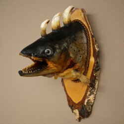 Fischwolpi Wolpertinger Drachenforelle Keilerwaffen Kopf Fisch Präparat