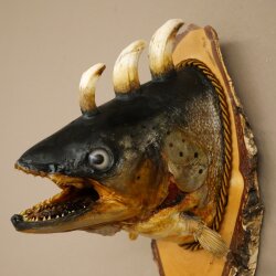 Fischwolpi Wolpertinger Drachenforelle Keilerwaffen Kopf Fisch Präparat
