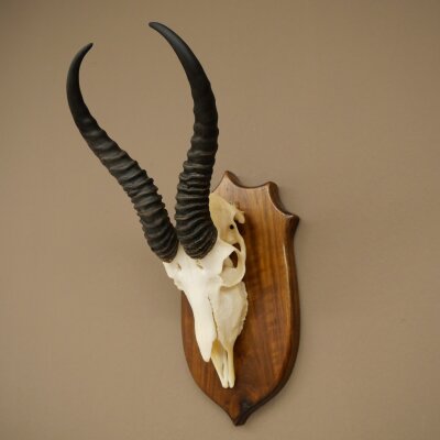 Springbok Antelope Trophy, Skull Trophy, HL 30 cm on Trophy Shield 88.6.111