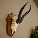 Springbok Antelope Trophy, Skull Trophy, HL 30 cm on Trophy Shield 88.6.111