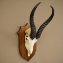 Springbok Antelope Trophy, Skull Trophy, HL 30 cm on Trophy Shield 88.6.111
